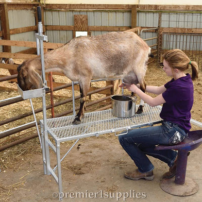 Premier 1 Galvanized Steel Milking Stand for Goats & Sheep – 20"W x 48"L