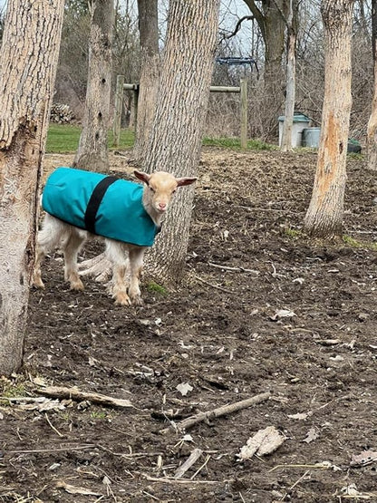 Insulated Coats for Newborn Goats 12"- Turquoise