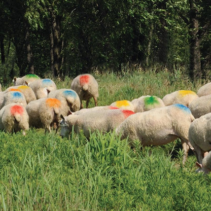 Premier 1 EZ-Mark Harness Crayon for Sheep & Goat Marking – Black - style: Black Crayon