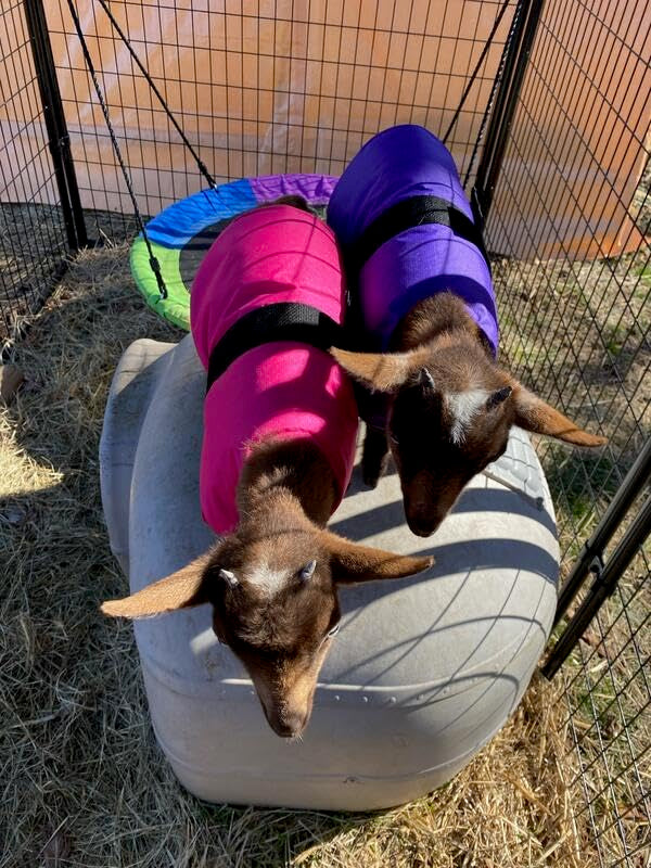 Insulated Kid Coats for Newborn Goats 14" - Dark Green