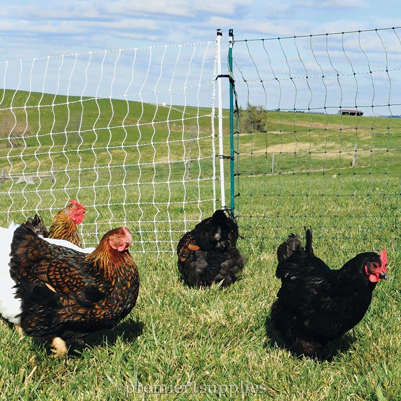 Premier 1 PoultryNet® Plus, Electric Fence for Chickens – 42"H x 100'L - style: Green/Black
