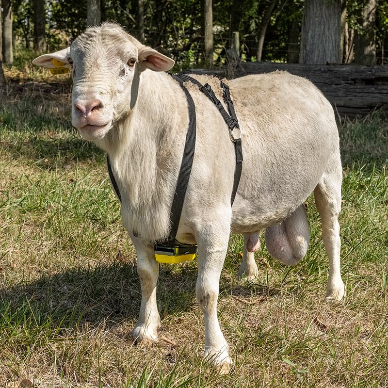 Premier 1 Nylon Marking Harness for Sheep Breeding