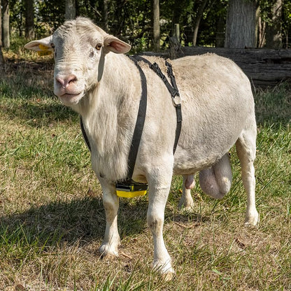 Premier 1 Nylon Marking Harness for Sheep Breeding