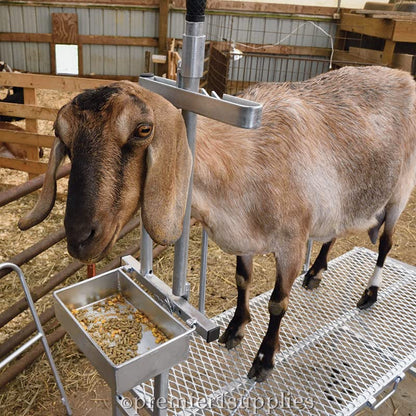 Premier 1 Galvanized Steel Milking Stand for Goats & Sheep – 20"W x 48"L